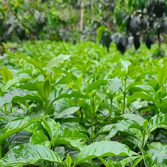 Coffee seedlings