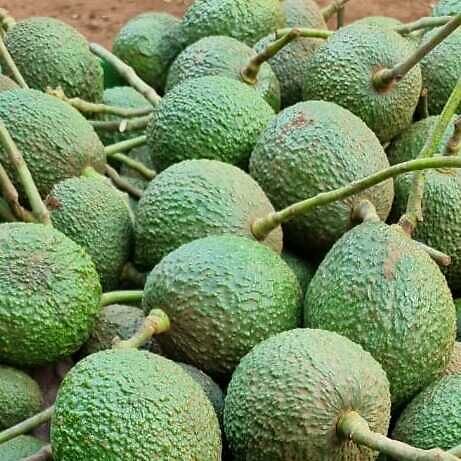 Hass Avocado
