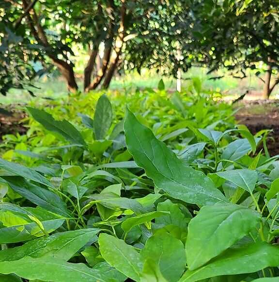 Hass and fuerte seedlings