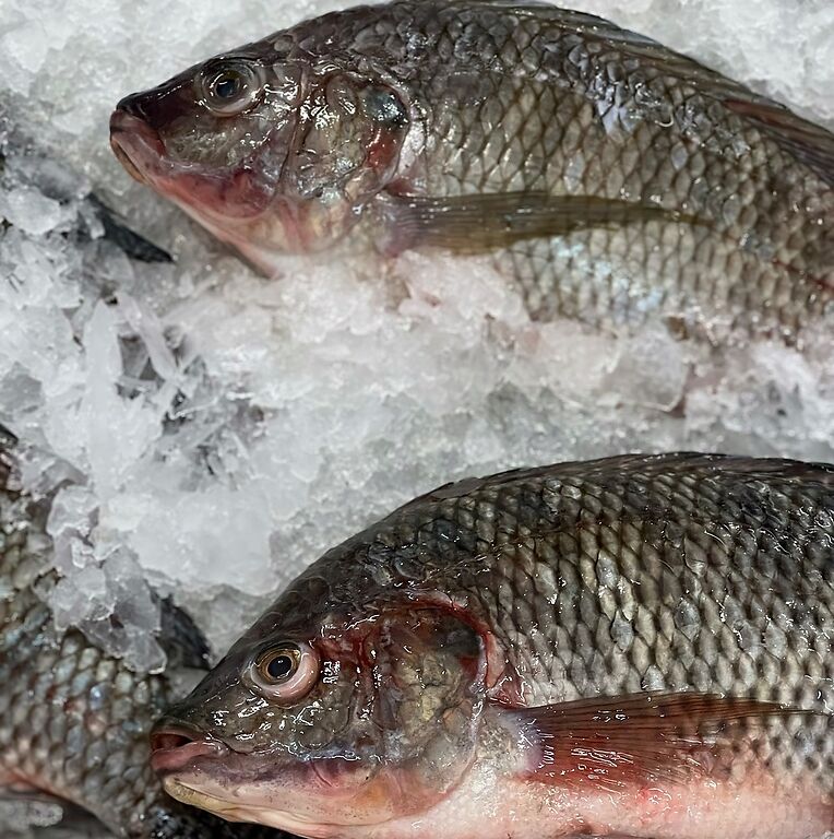 tilapia-7423045_1280